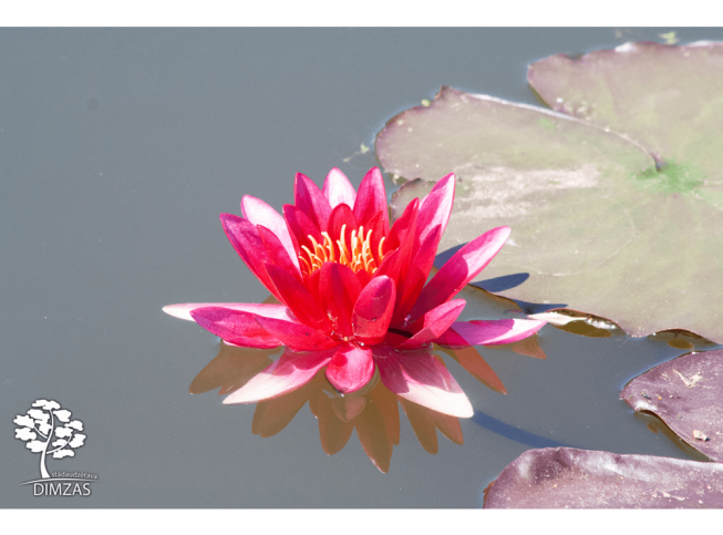 Nymphaea   'Escarboucle'